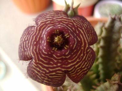 Stapelia hb. comparabilis