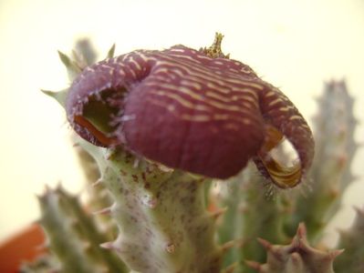 Stapelia hb. comparabilis