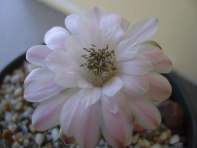 Gymnocalycium asterium v. minimum