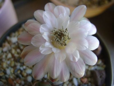 Gymnocalycium asterium v. minimum