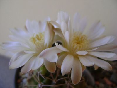 Gymnocalycium damsii v. tucavocense