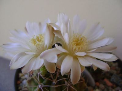 Gymnocalycium damsii v. tucavocense