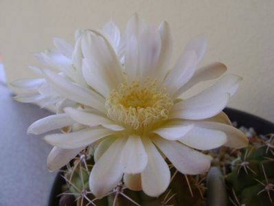 Gymnocalycium damsii v. tucavocense