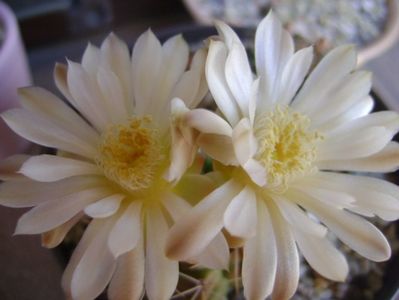 Gymnocalycium damsii v. tucavocense