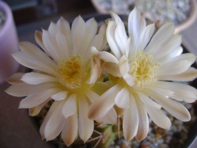 Gymnocalycium damsii v. tucavocense