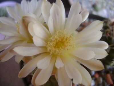 Gymnocalycium damsii v. tucavocense