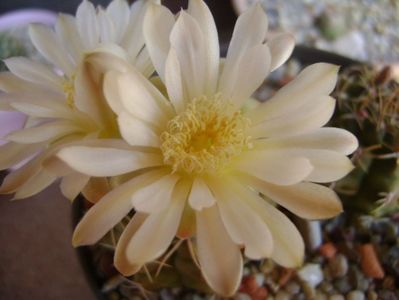 Gymnocalycium damsii v. tucavocense