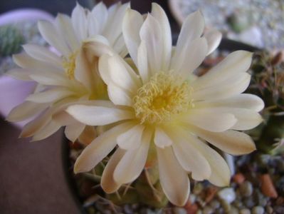 Gymnocalycium damsii v. tucavocense