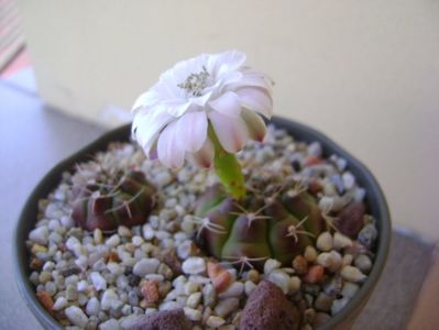 Gymnocalycium asterium v. minimum