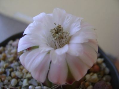 Gymnocalycium asterium v. minimum