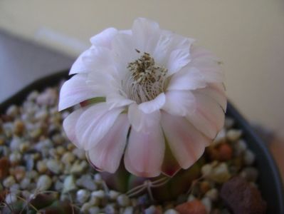 Gymnocalycium asterium v. minimum