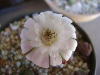 Gymnocalycium asterium v. minimum