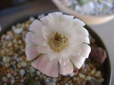 Gymnocalycium asterium v. minimum