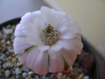 Gymnocalycium asterium v. minimum