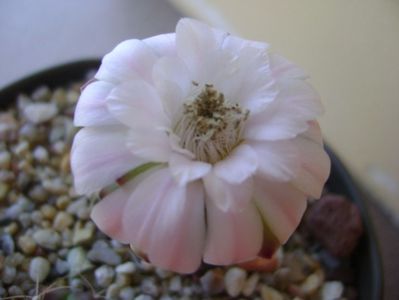 Gymnocalycium asterium v. minimum