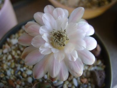 Gymnocalycium asterium v. minimum