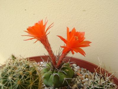 Matucana madisoniorum