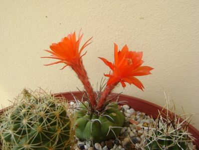 Matucana madisoniorum