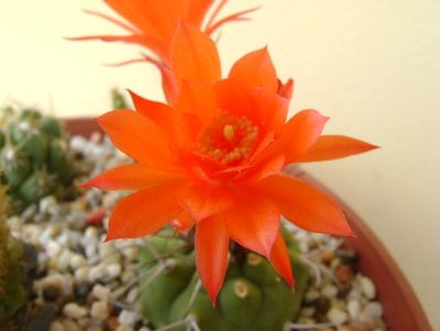 Matucana madisoniorum