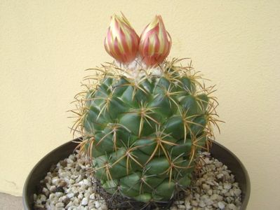 Coryphantha elephantidens v. sulcolanata