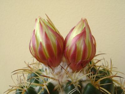 Coryphantha elephantidens v. sulcolanata