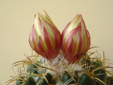 Coryphantha elephantidens v. sulcolanata