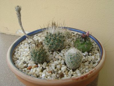 Grup de 6 Gymnocactus (Turbinicarpus); Gymnocactus beguinii, zaragozae, knuthianus, subterraneus, viereckii, sauerii v.nelissae
