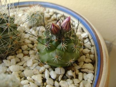 Turbinicarpus viereckii