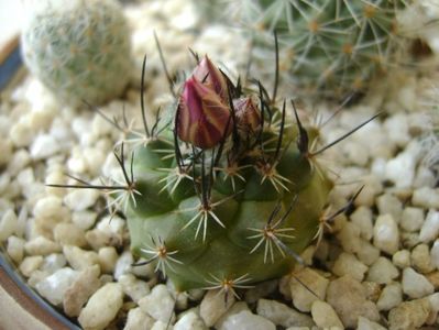 Turbinicarpus viereckii