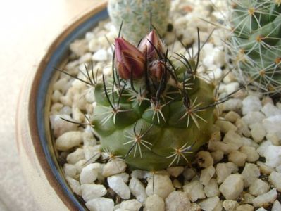 Turbinicarpus viereckii