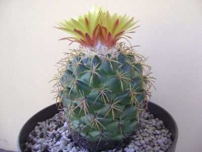 Coryphantha elephantidens v. sulcolanata