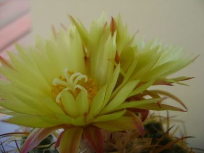 Coryphantha elephantidens v. sulcolanata