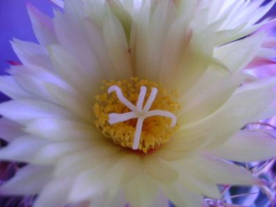 Coryphantha elephantidens v. sulcolanata