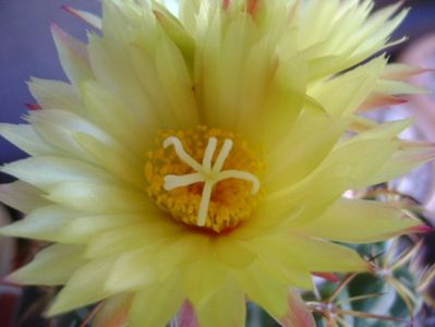 Coryphantha elephantidens v. sulcolanata