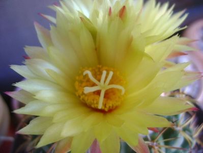 Coryphantha elephantidens v. sulcolanata