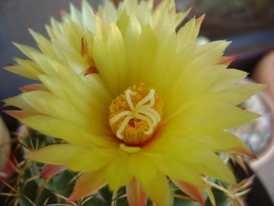 Coryphantha elephantidens v. sulcolanata