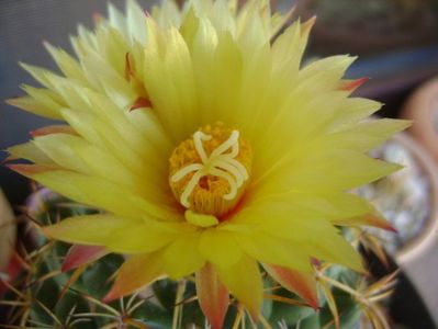 Coryphantha elephantidens v. sulcolanata