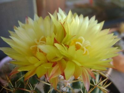 Coryphantha elephantidens v. sulcolanata