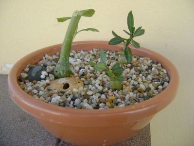 Grup de 3 plante; Pachypodium suculentum
Pachypodium bispinosum
Dorstenia hildebrandtii
