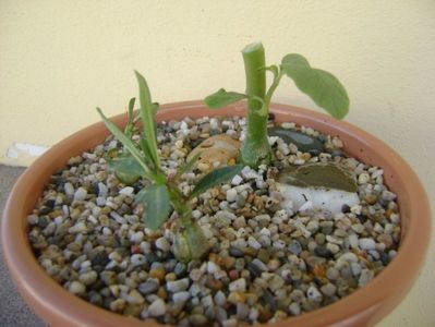 Grup de 3 plante; Pachypodium suculentum
Pachypodium bispinosum
Dorstenia hildebrandtii
