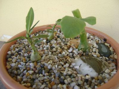 Grup de 3 plante; Pachypodium suculentum
Pachypodium bispinosum
Dorstenia hildebrandtii
