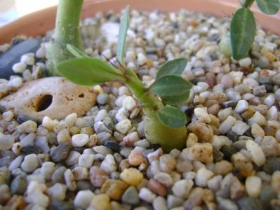 Pachypodium suculentum