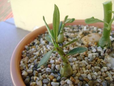 Pachypodium bispinosum