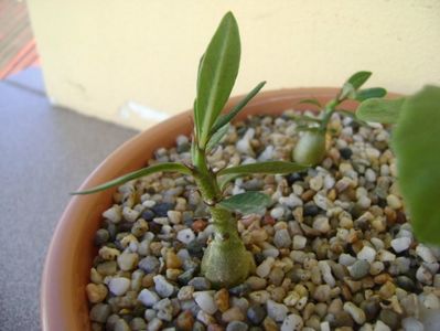 Pachypodium bispinosum