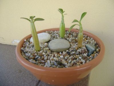 Grup de 3 Adenium; Adenium obesum “YellowSoon” 
Adenium obesum “Star Of Black Night” 
Adenium Arabicum “Desert Night Fork”
