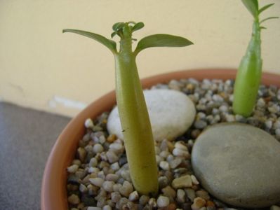 Adenium Arabicum “Desert Night Fork”