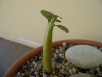 Adenium Arabicum “Desert Night Fork”