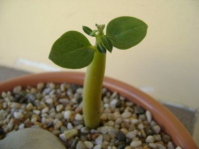 Adenium Arabicum “Desert Night Fork”