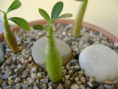 Adenium obesum “YellowSoon”