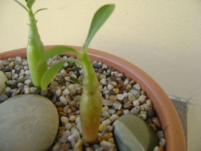 Adenium obesum “Star Of Black Night”